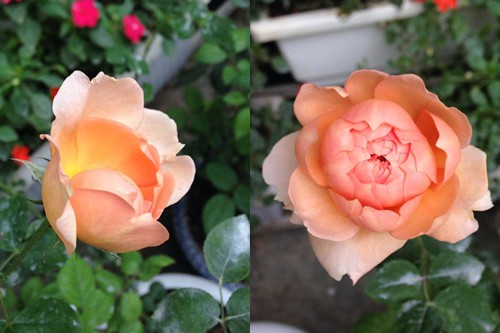 Màu cam ngọt của hoa hồng Carding Mill