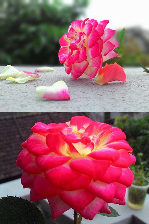 Hoa hồng đổi màu rất ưa ánh nắng rực rỡ.