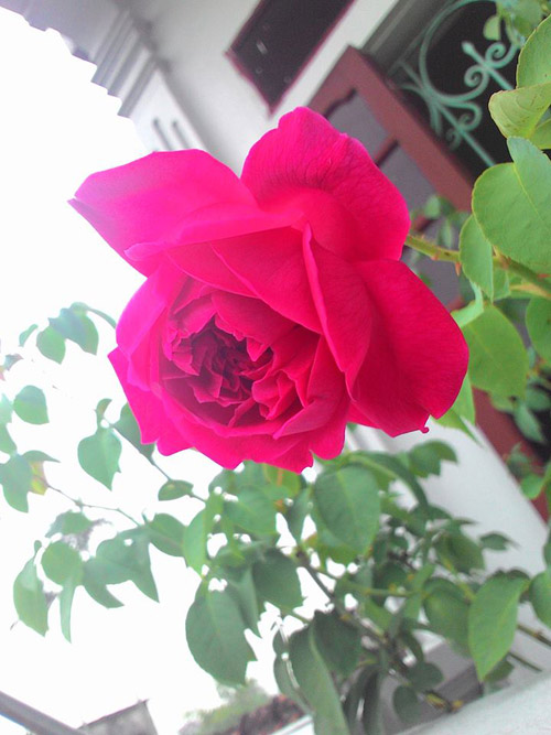 Trong vườn ban công nhà chị Hương hiện có khoảng 10 cây hồng ta3