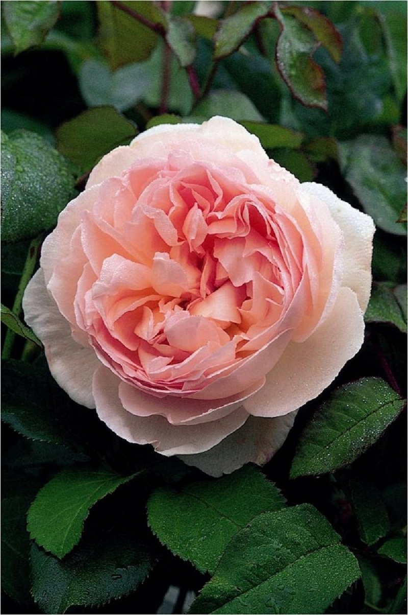 giống hoa khá mới của Hoa hồng David Austin.​