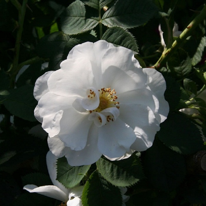 ​Hoa hồng Alba Maxima sẽ