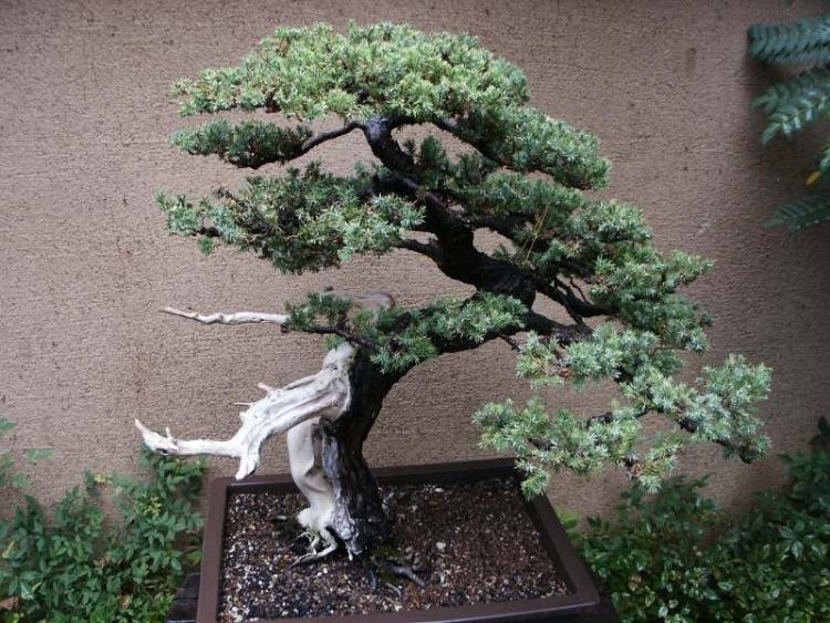 mỗi cây bonsai là một tác phẩm nghệ thuật tinh tế.
