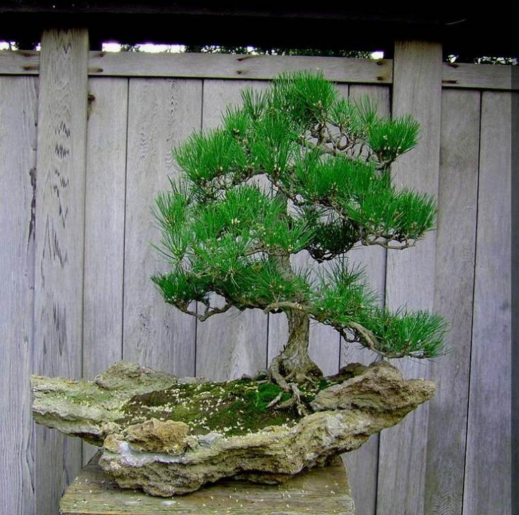  một số mẫu bonsai đẹp 