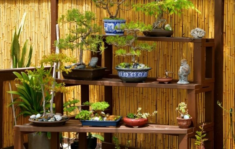  một số mẫu bonsai đẹp 2