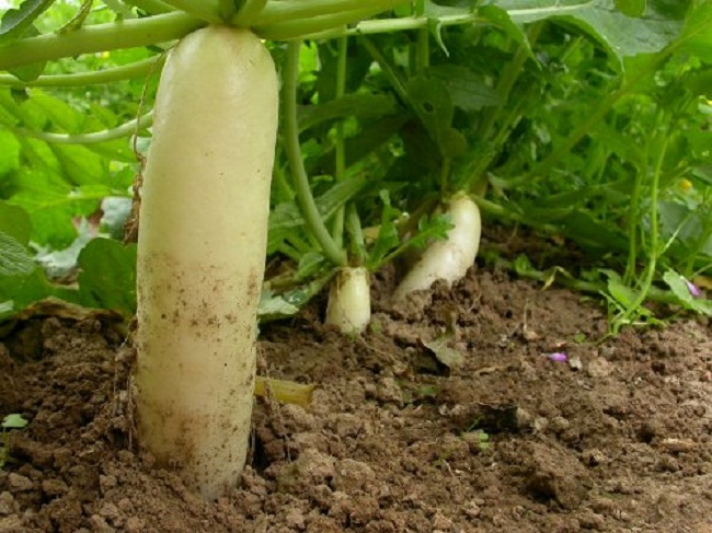 Củ cải trắng chứa nhiều vitamin