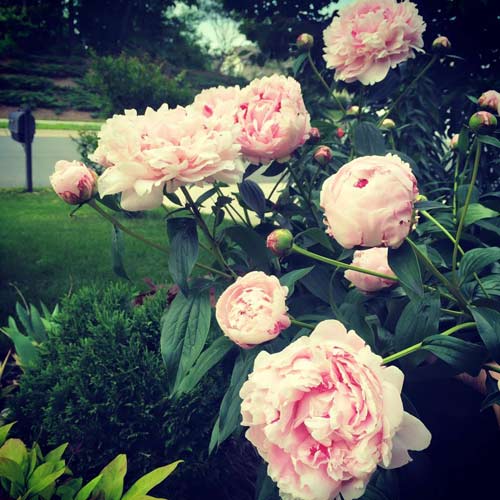 Những bông hồng thơm ngát, đầy quyến rũ.