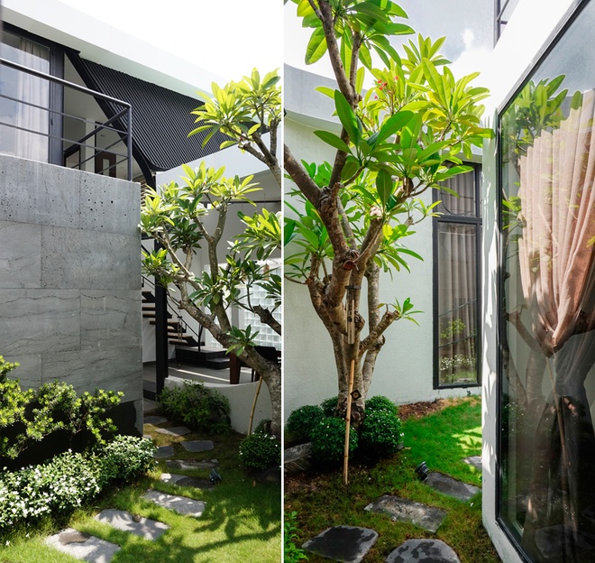 Những cây xanh trong nhà đều do chủ nhà lựa chọn và tự tay chăm sóc cây xanh