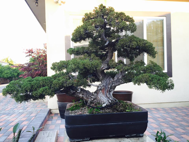 Nhiều và quý nhất vẫn là những cây bonsai như bách xù Nhật