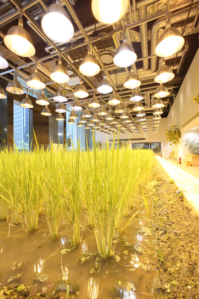 Tòa nhà có tổng diện tích 20.000 m2, trong đó 4.000 m2 được sử dụng  ​để trồng 200 loại cây khác nhau như lúa, rau, cây ăn quả...