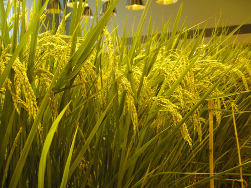 Lúa được trồng theo phương pháp truyền thống