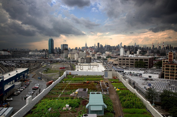 ​Eagle Street ở Brooklyn là một trong những vườn rau trên sân thượng lớn nhất thế giới