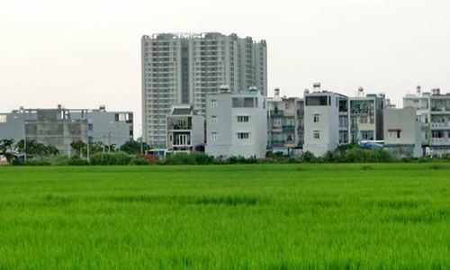 Tại Hà Nội, 15 ha đất trồng lúa được chuyển mục đích sang đất phi nông nghiệp.