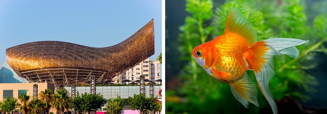 Công trình hình con cá vàng dài 56m, cao 35m tại Barcelona do KTS Frank Gehry thiết kế