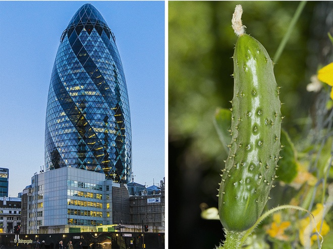 Tòa nhà do KTS lừng danh Norman Foster thiết kế có tên chính thức là 30 St Mary Axe,  tuy nhiên, người dân Anh thường gọi đây là Tòa nhà Dưa chuột