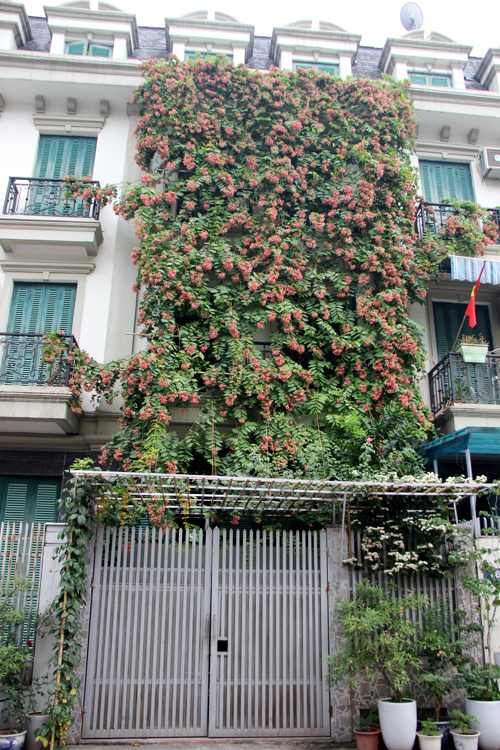 Ngôi nhà của ông Lê Vũ Thủy (quận Nam Từ Liêm, Hà Nội) ấn tượng  ​bởi giàn sử quân tử đang mùa ra hoa nở rộ