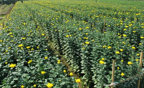  Thu hồi hơn 10.000m2 đất ở Tây Hồ để cho thuê trồng hoa và cây cảnh ​ (ảnh minh họa)