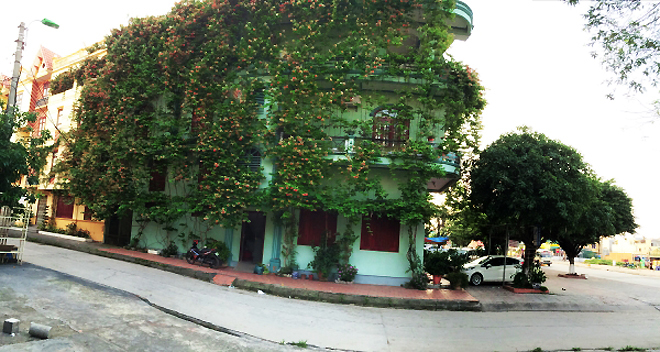 Vào mùa này, ngôi nhà 3 tầng nằm ở mặt đường Hùng Vương trở nên  ​nổi bật nhất cửa ngõ vào thành phố Móng Cái