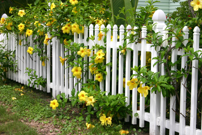 Hàng rào trắng sẽ là bức nền tuyệt vời cho các loại cây hoa bạn trồng
