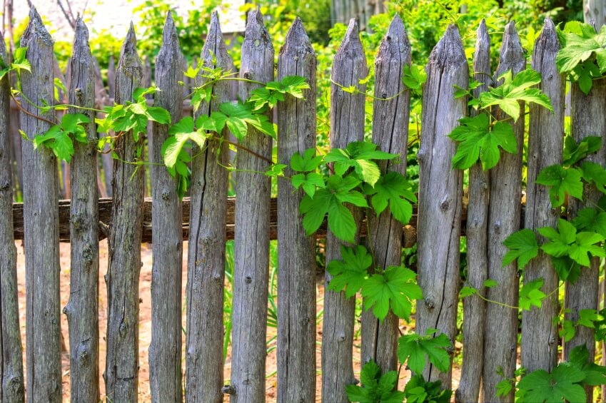 Ngay cả những khu vườn xanh rì không có hoa cũng vô cùng phù hợp ​ với hàng rào gỗ đơn sơ thế này