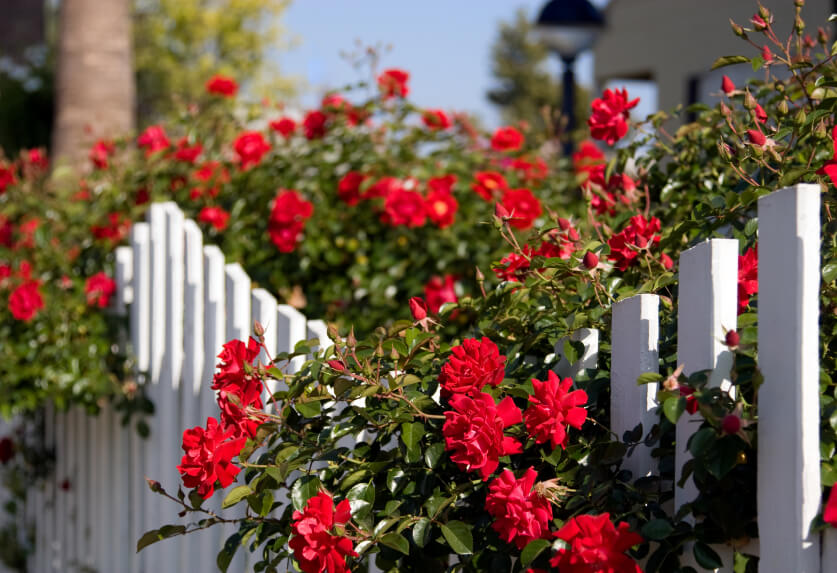 Những bụi hoa hồng nổi bật trên nền hàng rào trắng