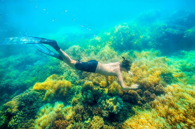Bạn có thể khám phá khu bảo tồn san hô với những người có kinh nghiệm