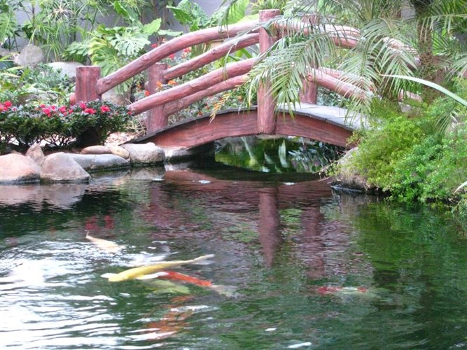 Chiếc cầu nhỏ duyên dáng trên hồ cá