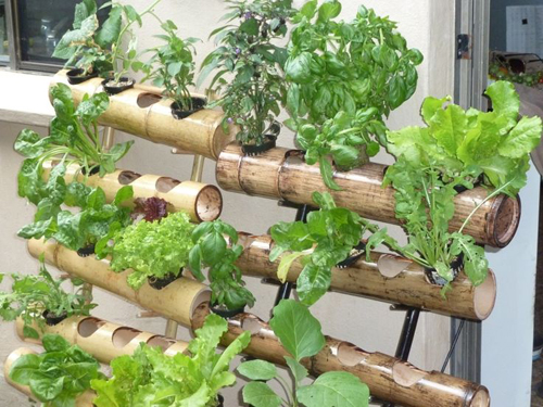 Chủ vườn có thể xử lý tre trúc bằng cách ngâm tẩm giúp ​ tăng độ bền của các ống thủy canh