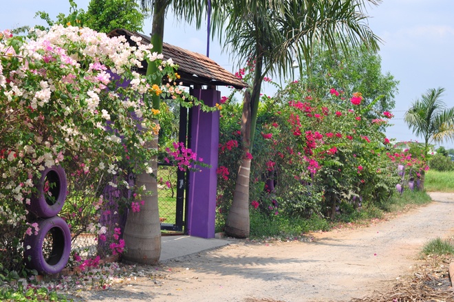 Khu nhà vườn có tên là An Khang cũng là tên con trai của anh, cổng vào rực rỡ hoa giấy và những lốp xe đã được sơn màu tím