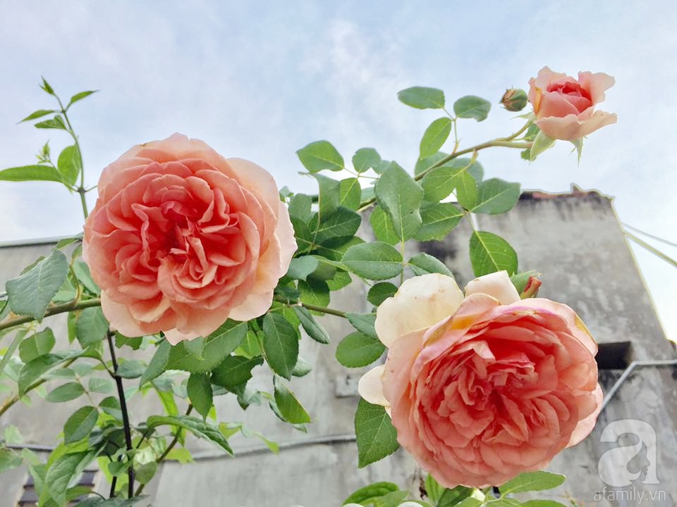 vườn hoa hồng3