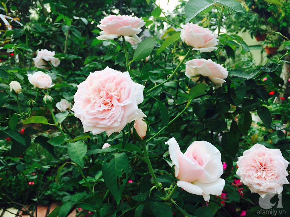 vườn hoa hồng đẹp