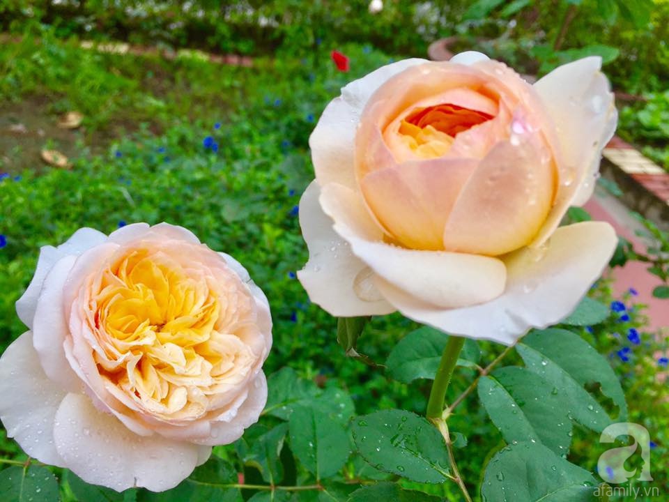 vườn hoa hồng xinh