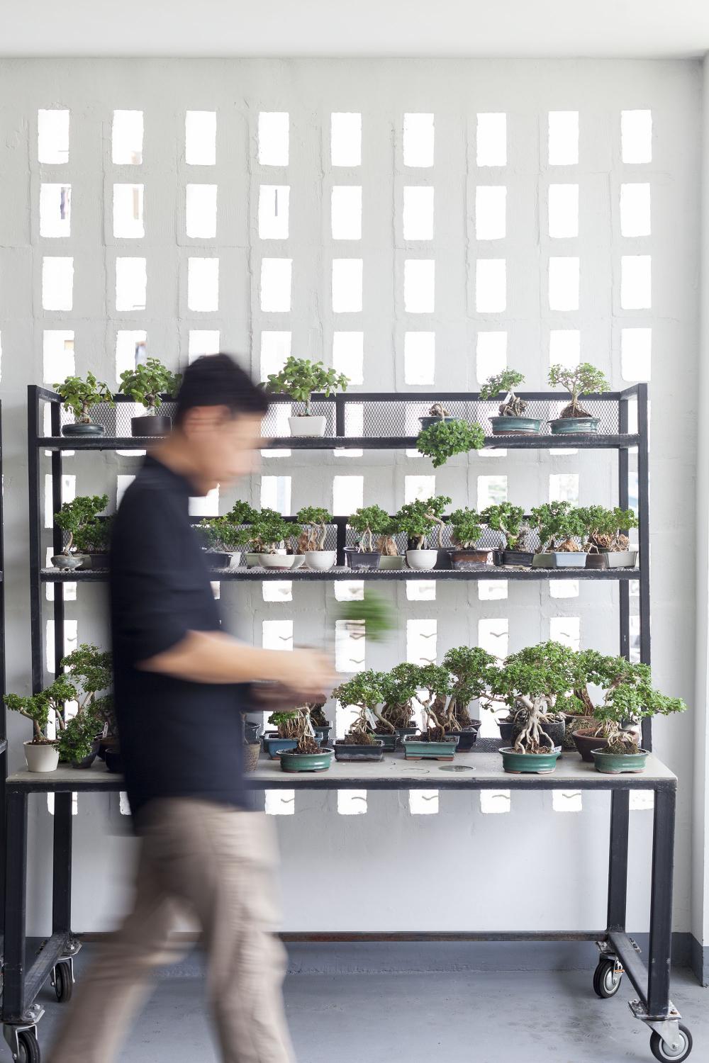 bonsai đa dạng kích thước