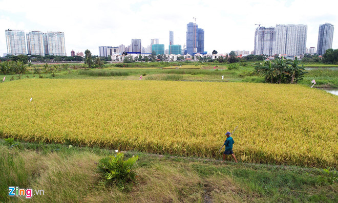 chuyển đổi đất trồng lúa tại 11 huyện, quận TP.HCM
