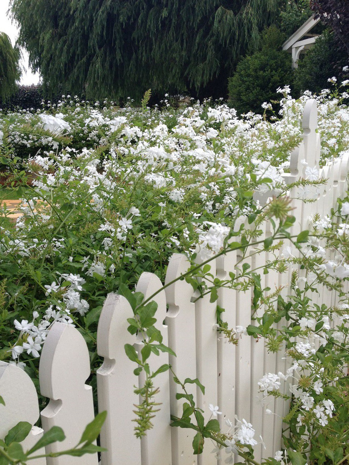 hàng rào màu trắng đẹp