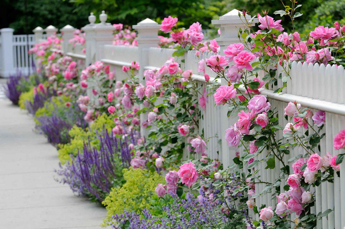hàng rào hoa lãng mạn