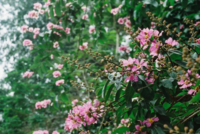Quanh năm, dường như lúc nào Hà Nội cũng có các loài cây đường phố nở hoa và một số loài hoa đã trở thành nét đặc trưng tiêu biểu cho từng mùa, như: Hoa sữa với mùa thu, hoa sưa với mùa xuân. Song có lẽ, khoảng thời gian mà nhiều loài hoa thi nhau đua nở cùng một lúc, đó là mùa hè.