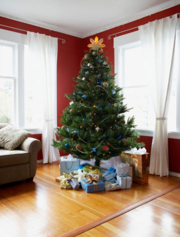 Không khí Giáng sinh sẽ mất đi một nửa nếu vắng bóng cây thông
