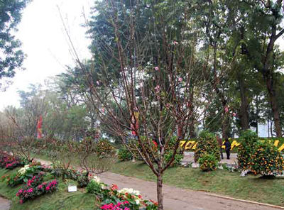 Đào, quất và một số loài hoa đặc trưng của Hà Nội đang đua nhau khoe sắc tại Lễ hội Hoa