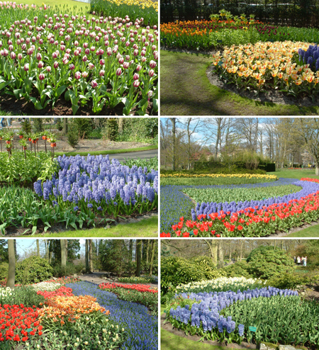 Hơn 7 triệu loài hoa, trong đó nổi tiếng là Tulip, một biểu tượng của Hà Lan được trồng tại đây. Khu vườn còn là nơi trồng của nhiều loài hoa quý đến từ các nước trên thế giới.