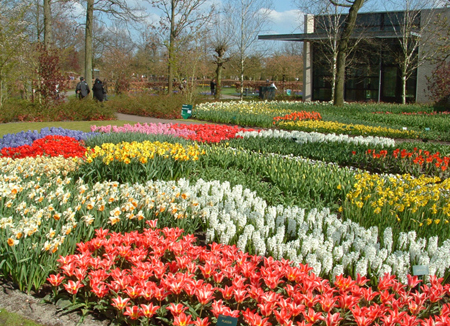 Vào mùa xuân, hàng triệu bông hoa đua nở khiến cả khu vườn rực rỡ và thơm ngát mùi hương.