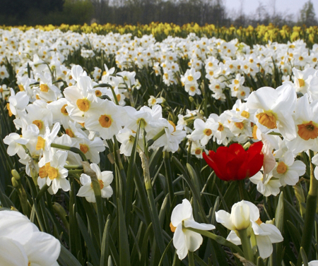 Thời điểm để ngắm hoa tulip đẹp nhất lại là vào giữa tháng 4.
