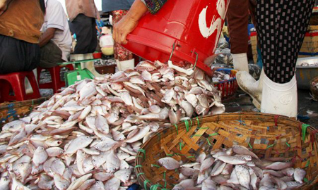 Cá được mua từ các thuyền lớn rồi được những tiểu thương trở bằng thuyền nhỏ mang vào chợ bán.

