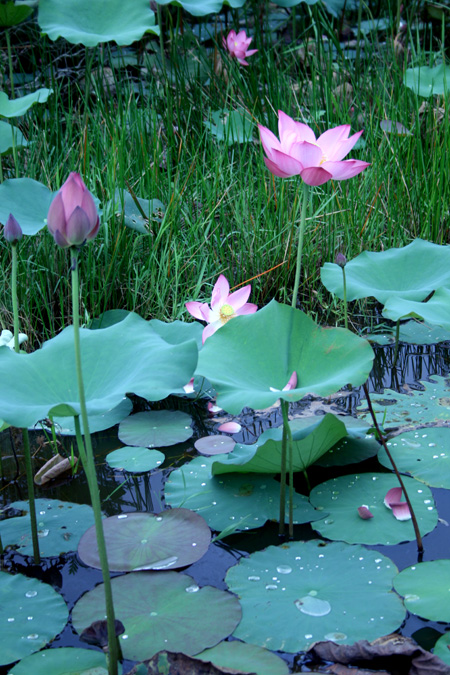 Trước đây, sen phủ kín khắp khu vực hồ Tây nhưng ngày nay, hoa sen chỉ được trồng tại khu công viên nước
