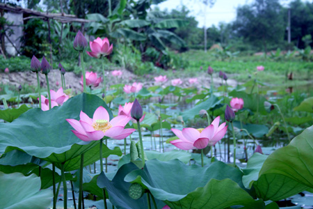 Nằm ở phía tây bắc của thủ đô Hà Nội, Hồ Tây không chỉ là đất của đào thế, của các làng hoa, cây cảnh mà còn là nơi tuyệt vời để sen Tây Hồ đi vào câu ca xưa: