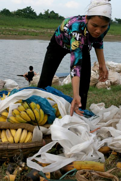 Chợ chuối bên sông Hồng được xem là một trong những đầu mối lớn nhất cung cấp chuối cho Hà Nội