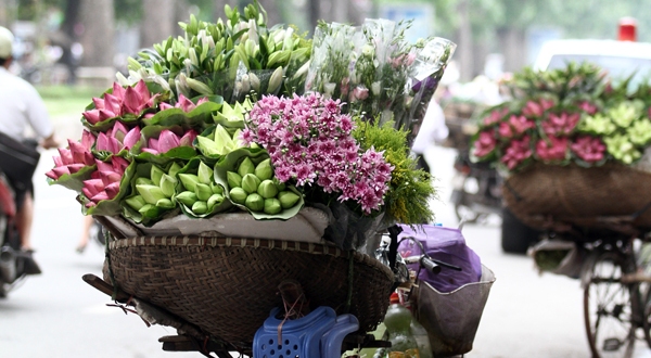 hoa sen Hà Nội