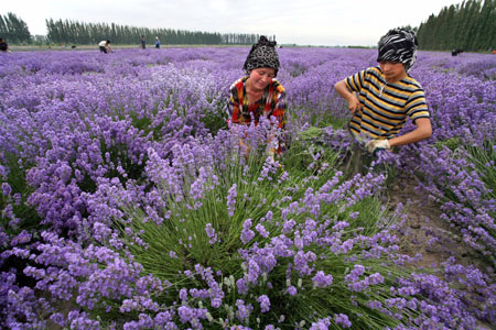 hoa oải hương