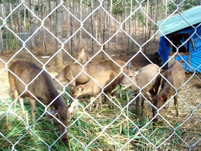 khu du lịch sinh thái Măng Đen