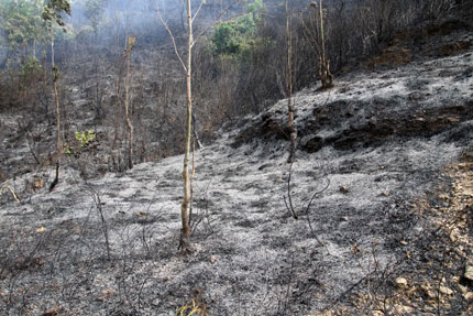 cháy rừng Đà Nẵng
