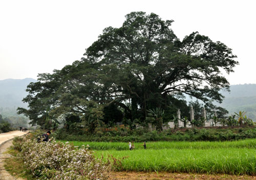 Cây đa đầu làng